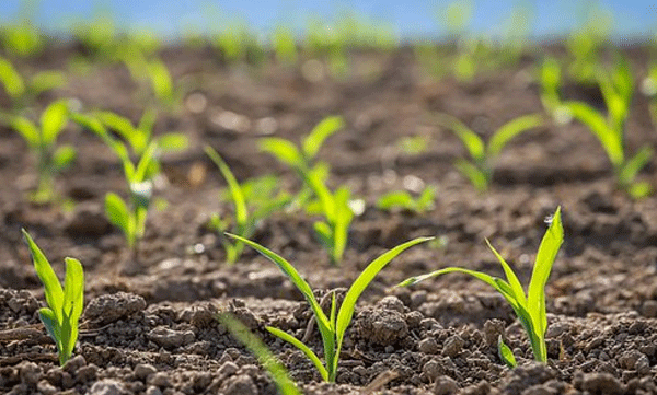 62 species of plants living without water in Western Ghats: Researchers with new discovery