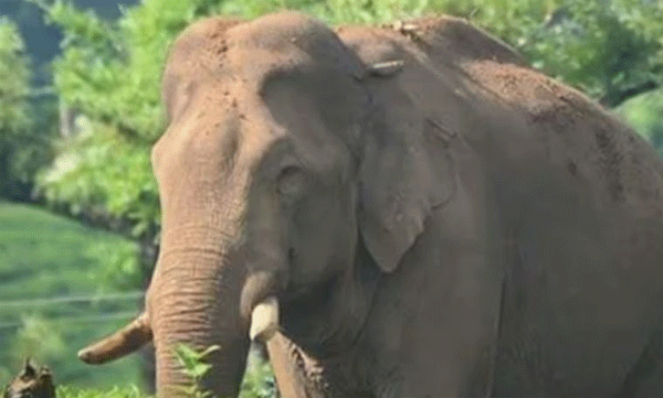  arikomban should be release to forest; madras high court