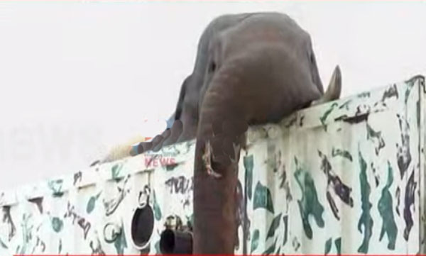 Arikomban released in Muthukkuli forest