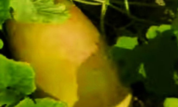 Subhakesan with a new variety of cucumber by combining seeds of watermelon and cucumber