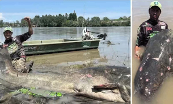 After three and a half hours of effort, a fish measuring 9 feet was caught