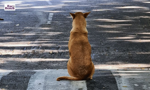 high court  quashes ban dog meat nagaland