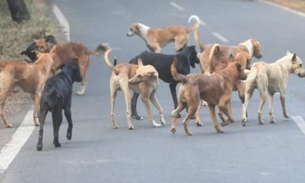 Street attacks in the state; Class 5 student bitten in Kannur