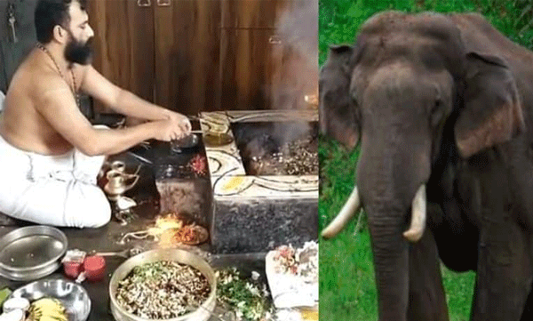 special pooja held for security of arikomban in vadakkencherry