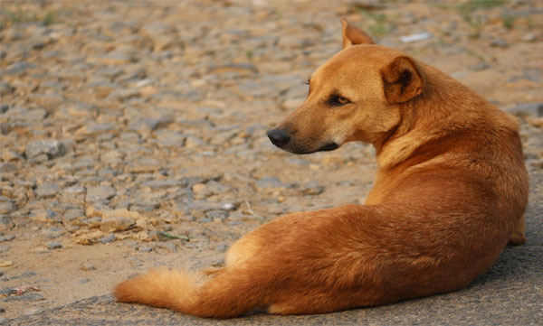 A mother and daughter were bitten by a stray dog ​​in Thrissur