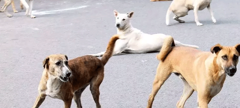 stray dog attack in perunnad
