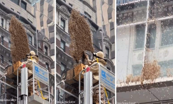 swarm of bees swarms time square goes viral