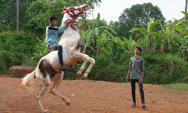 horse gift for twins
