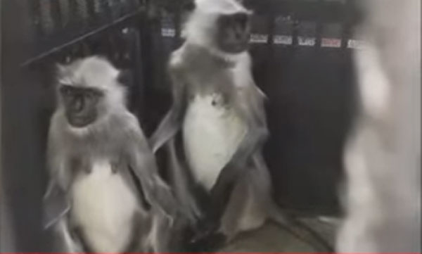 Hanuman money escaped from ZOO returned 