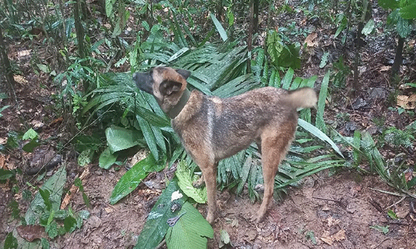 Rescue dog that helped find four lost children in Colombian Amazon goes missing