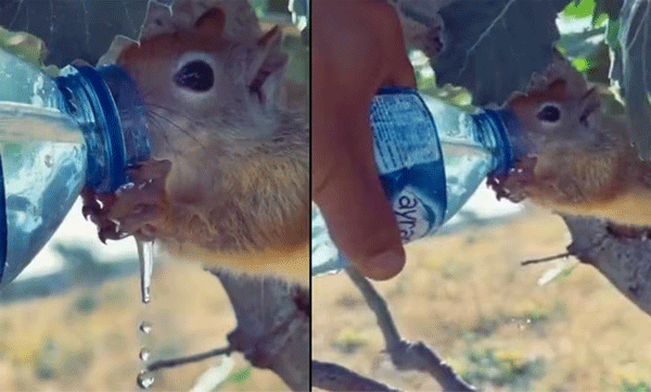 Man Gives Bottle Of Water To Thirsty Squirrel: Heartwarming Video Goes Viral