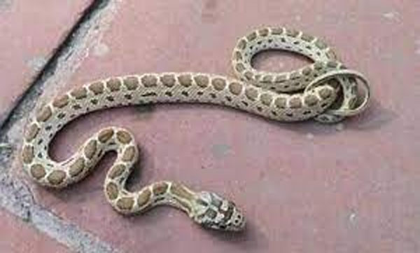 Viper snake bite patient bystander  at Thaliparamba Taluk hospital 