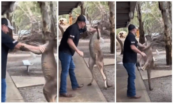 Kangaroo grapples with visitor: Video from zoo goes viral