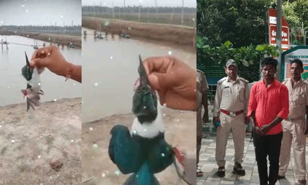 Cruelty by catching kingfisher and suffocating him for fun: Youth arrested
