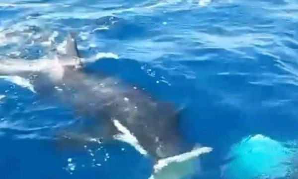 Killer whale chases boat relentlessly: Shocking video goes viral