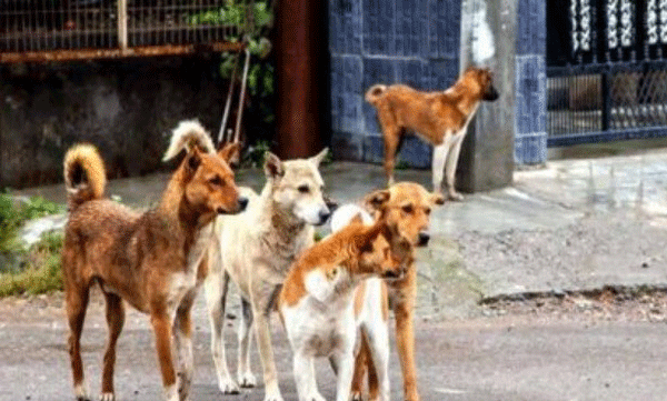 Kannur District Panchayat Files SC for Euthanize Stray Dogs