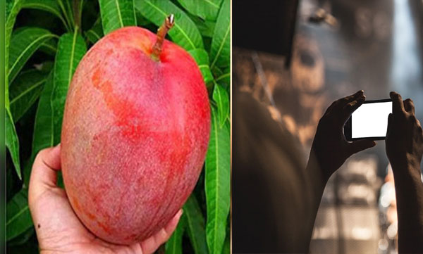 Pictures of the farm's mangoes were posted on social media; Later, mangoes worth Rs 2.5 lakh were stolen