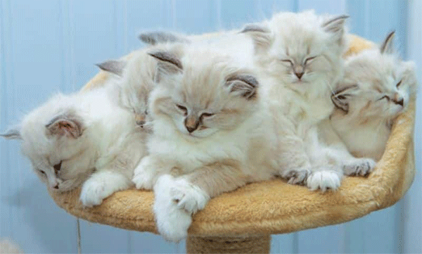 These cats are now the heirs of the 20 crore property of the 84-year-old