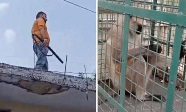 Rs 21,000 reward for those who find it: The 'most wanted' monkey who roamed the country has been caught