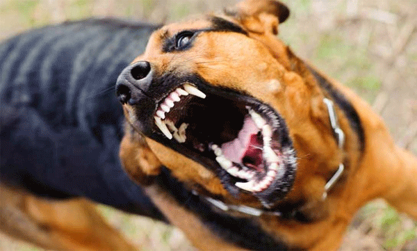 The high-level meeting also failed to decide on killing stray dogs