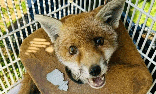 The fox who was stuck on the board for weeks is finally rescued