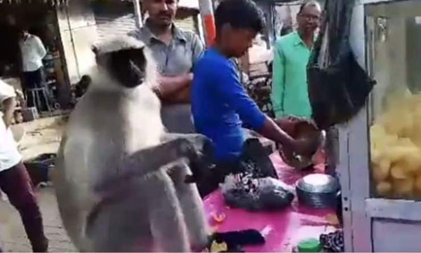 A monkey enjoying panipuri in the crowd