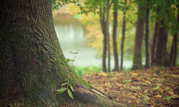 'Haryana Pran Vayu Devata Pension Scheme' to protect trees above 75 years of age