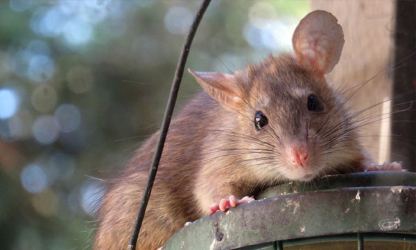 regularly steals money from shops; The baby rat thief was caught along with 1500 rupees in the cave