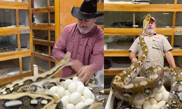 man trying to take eggs mama pythons reactions