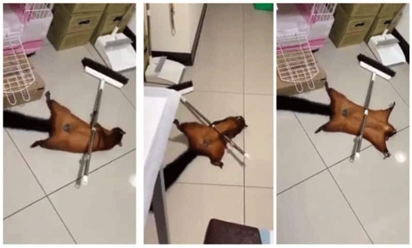 Squirrel acts out death scene to impress family members: Video goes viral