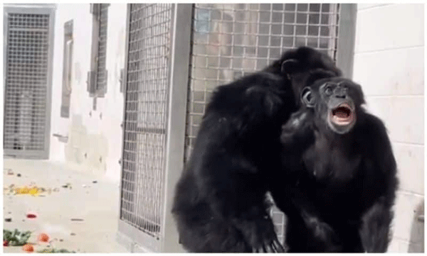 In lab since age 2: Chimpanzee sees sky for first time after 26 years: Video goes viral