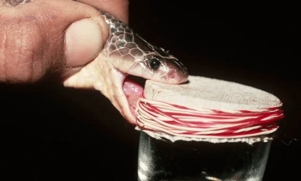 police cought snake poison
