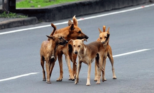 four people bitten by stray dog pathanamthitta