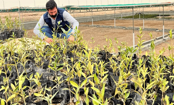 Climate crisis: Iraq to plant mangroves
