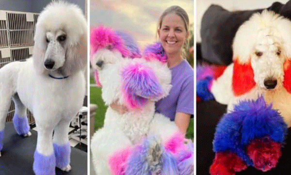 american woman spend a portion of her savings for the care of pet dogs