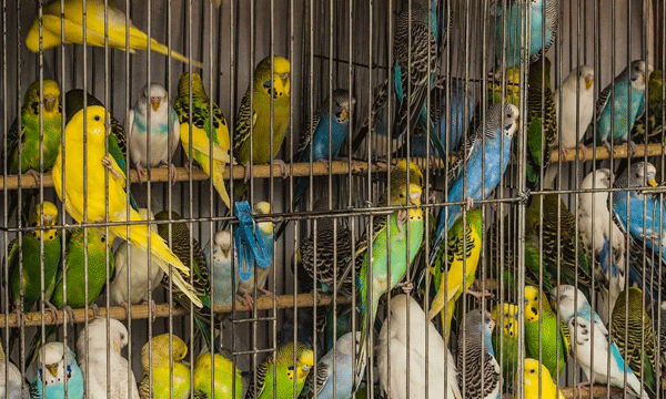 licence for birds sale
