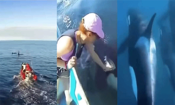 killer whale seeking human help to rescue trapped mother
