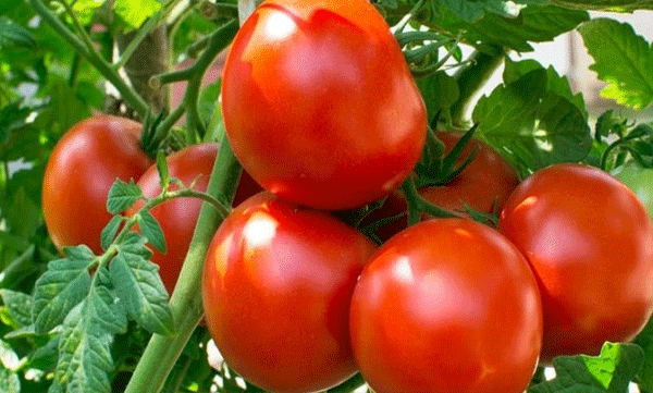 Tamilnadu to distribute tomato through ration shops