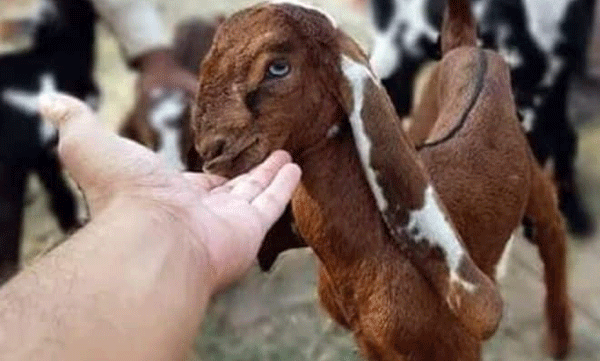 india news man sacrificen goat goats eye stuck in throat man dies