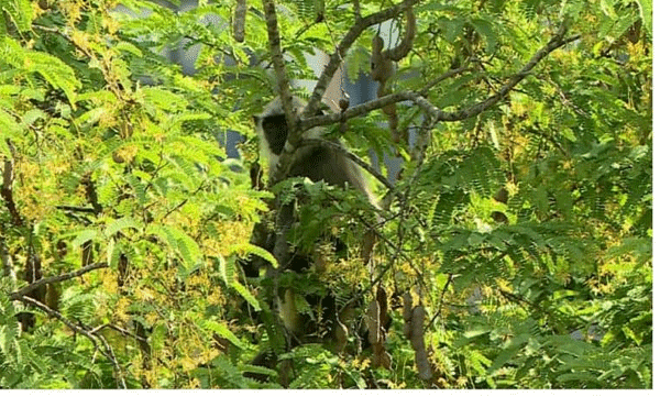 two weeks of spinning  and finally stuck jumped out of the zoo and caught the hanuman monkey