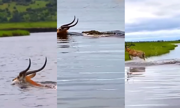 Deer escapes from Crocodile within a span of a second, video viral