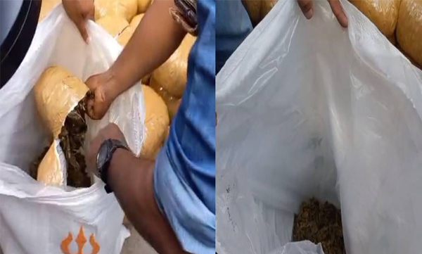Big drug bust in Thiruvananthapuram: 100 kg of ganja and half a kilo of MDMA seized