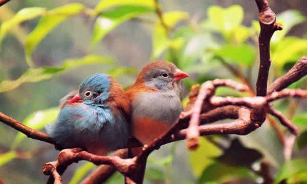 Divorce among birds? A strange find