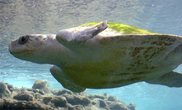 Plan to deposit 1,000 sea turtles in Ganga to clean river