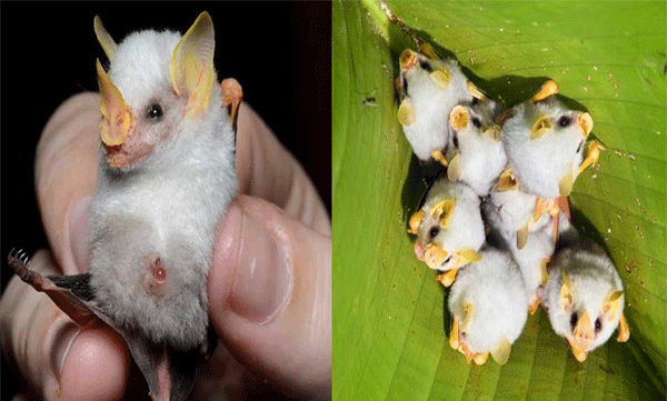 Adorable White bat Story