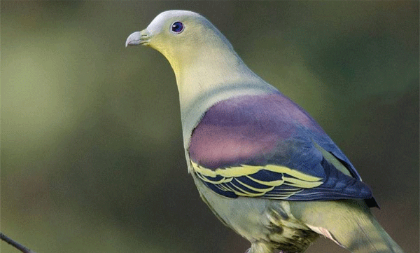 190 species of birds found in Coimbatore: Officials say survey will be completed within a month