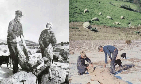 Dangerous chemical weapon dropped from plane: 6,000 sheep killed in US mountains