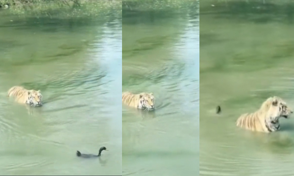 Anand Mahindra shares Monday Motivation video featuring a duck and a tiger