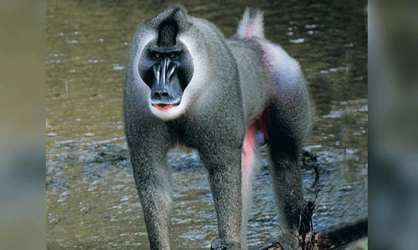 Female Monkey Eats Dead Baby After Carrying It For Days