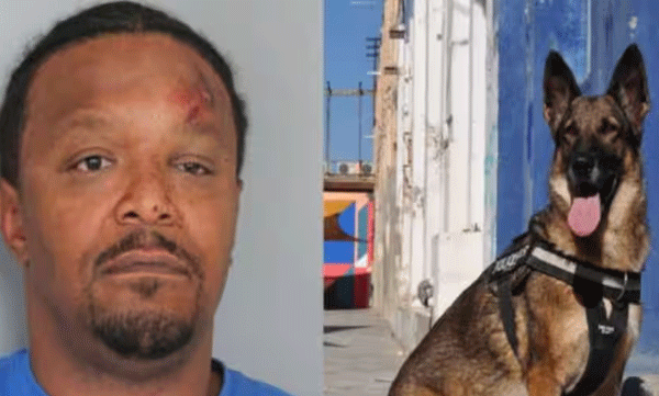 A 47-year-old man was bitten by a police dog after he lost consciousness due to alcoholism and the dog was taken to the hospital